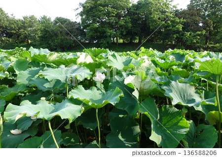 七月大濠公園的蓮花盛開 136588206