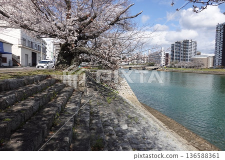 櫻花盛開時分的廣島本川上的犍機橋 136588361