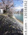 Gangi bridge on the Honkawa River in Hiroshima during cherry blossom season 136588362