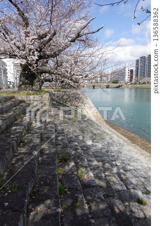 Gangi bridge on the Honkawa River in Hiroshima during cherry blossom season 136588362