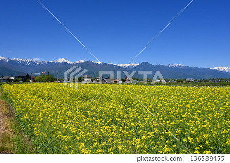 五月信州安曇野北阿爾卑斯山和油菜花田的景色 五月信州安曇野北阿爾卑斯山和油菜花田的景色 136589455
