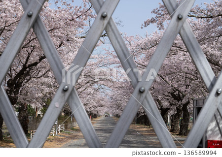 Cherry blossom trees in Yonomori, Tomioka Town, Fukushima Prefecture, which has been closed to the public. Cherry blossom trees in Yonomori, Tomioka Town, Fukushima Prefecture, which has been closed to the public. 136589994