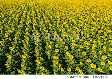 Aerial View of Vast Sunflower Field in Full Bloom 136590019