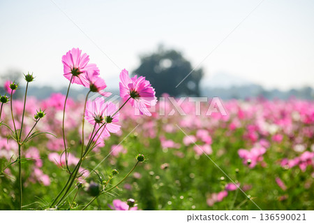 Pink Cosmos Flowers Blooming in Field with Soft Natural Background Pink Cosmos Flowers Blooming in Field with Soft Natural Background 136590021