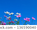Pink and White Cosmos Flowers Against Clear Blue Sky with Copy Space 136590040