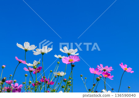 Pink and White Cosmos Flowers Against Clear Blue Sky with Copy Space Pink and White Cosmos Flowers Against Clear Blue Sky with Copy Space 136590040
