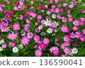 Colorful Pink and White Cosmos Flowers Blooming in Lush Green Field 136590041