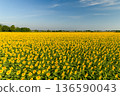Vast Sunflower Field under Clear Blue Sky in Summer Landscape 136590043