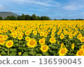 Sunflower Field in Full Bloom under Blue Sky with Mountain Background 136590045
