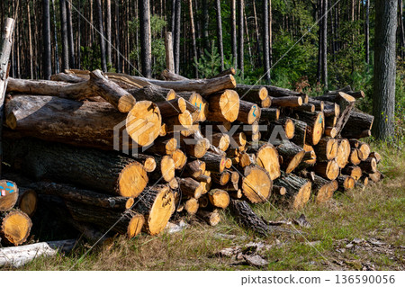 Cut Trees on Roadside Environmental Impact Cut Trees on Roadside Environmental Impact 136590056