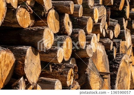 Cut Trees on Roadside Environmental Impact 136590057