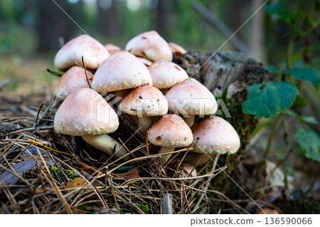 Hypholoma fasciculare mushrooms in forest 136590066