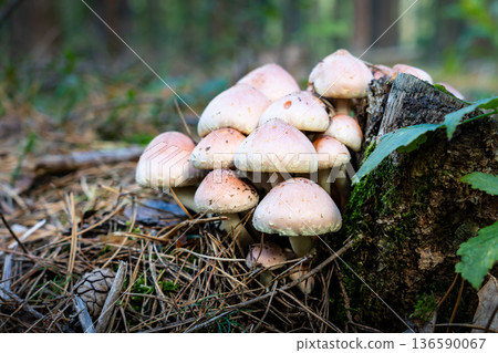 Hypholoma fasciculare mushrooms in forest Hypholoma fasciculare mushrooms in forest 136590067