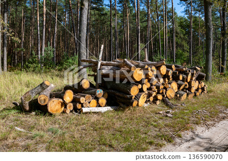 Cut Trees on Roadside Environmental Impact Cut Trees on Roadside Environmental Impact 136590070