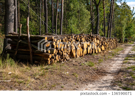Cut Trees on Roadside Environmental Impact Cut Trees on Roadside Environmental Impact 136590071