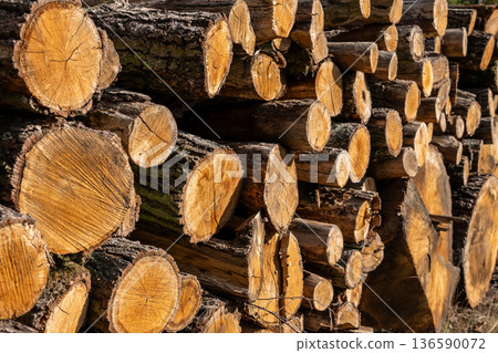 Cut Trees on Roadside Environmental Impact Cut Trees on Roadside Environmental Impact 136590072