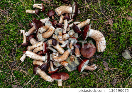 Pile of Polish Mushrooms on Moss Pile of Polish Mushrooms on Moss 136590075