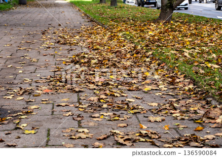 Fallen Autumn Leaves on Pavement 136590084