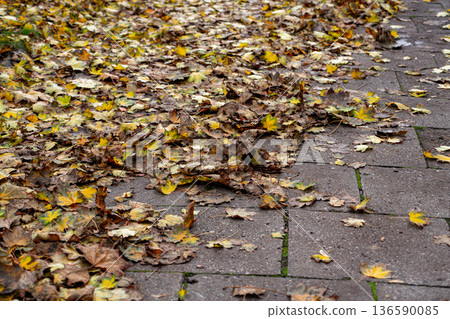 Fallen Autumn Leaves on Pavement 136590085