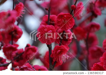 Higashiosaka City Hiraoka plum grove Higashiosaka City Hiraoka plum grove 136590317