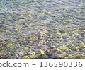Transparent, crystal-clear waters of the Mediterranean Sea revealing smooth pebbles and stones on the seabed along the coast of Calabria, southern Italy. Sunlight reflects through the shallow water 136590336