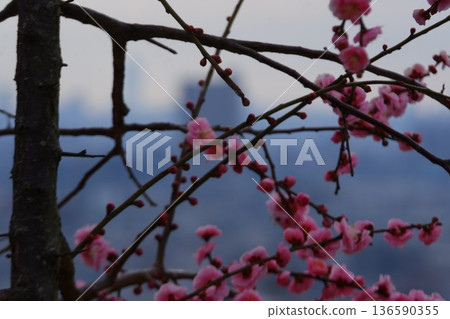 Higashiosaka City Hiraoka plum grove Higashiosaka City Hiraoka plum grove 136590355