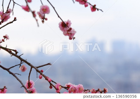 Higashiosaka City Hiraoka plum grove Higashiosaka City Hiraoka plum grove 136590356