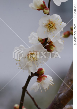 Higashiosaka City Hiraoka plum grove Higashiosaka City Hiraoka plum grove 136590358