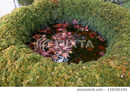 落在青苔的秋葉 136590389