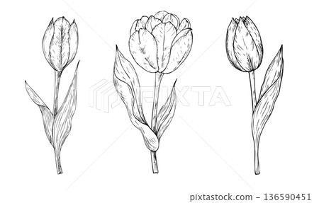 Vector tulip flowers set. Graphic easter spring hand drawn illustration isolated on background. Botanical and wedding, baby clip art. For greeting card, wallpaper, wrapping paper design, textile Vector tulip flowers set. Graphic easter spring hand drawn illustration isolated on background. Botanical and wedding, baby clip art. For greeting card, wallpaper, wrapping paper design, textile 136590451
