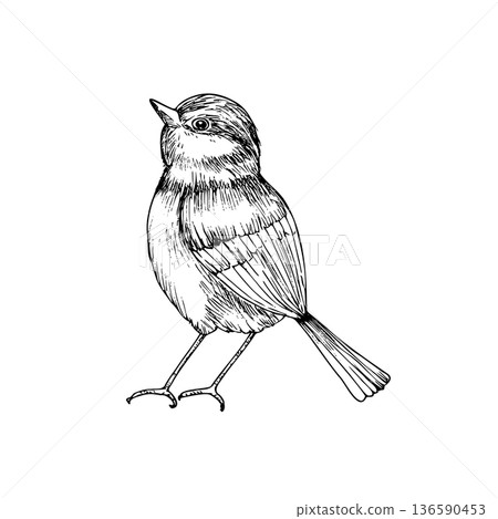 Vector Eurasian tit perche, sparrow. Graphic line art bird, hand drawn illustration isolated on background. Botanical clip art. For greeting card, wallpaper, wrapping paper design, textile Vector Eurasian tit perche, sparrow. Graphic line art bird, hand drawn illustration isolated on background. Botanical clip art. For greeting card, wallpaper, wrapping paper design, textile 136590453