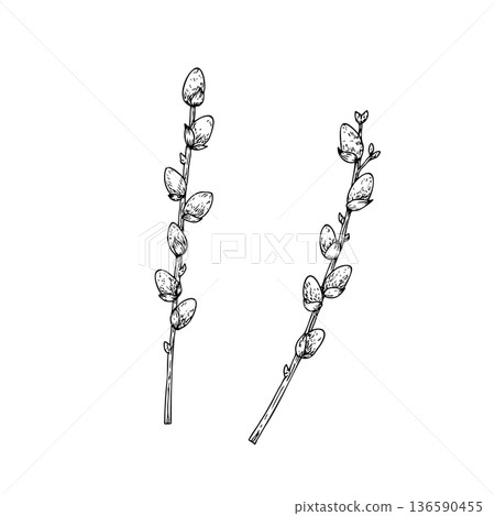 Vector Spring willow branches. Graphic easter hand drawn illustration isolated on background. Botanical and wedding, baby clip art. For greeting card, wallpaper, wrapping paper design, textile Vector Spring willow branches. Graphic easter hand drawn illustration isolated on background. Botanical and wedding, baby clip art. For greeting card, wallpaper, wrapping paper design, textile 136590455