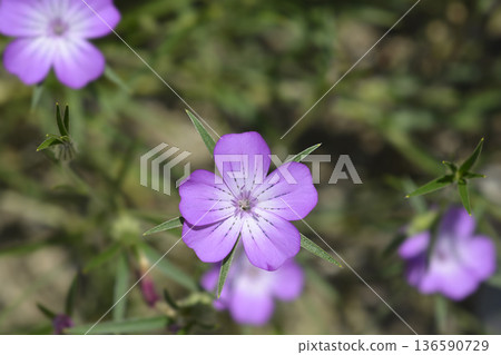 Common corn cockle 136590729