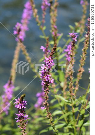 Purple loosestrife 136590731