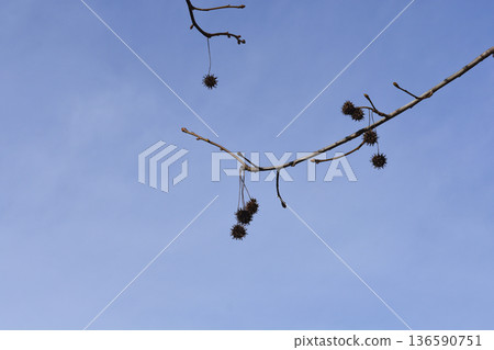 American sweetgum American sweetgum 136590751