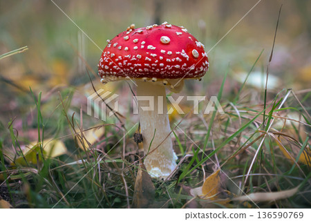 Fly Agaric Mushroom on Forest Floor Fly Agaric Mushroom on Forest Floor 136590769