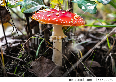 Fly Agaric Mushroom on Forest Floor Fly Agaric Mushroom on Forest Floor 136590770
