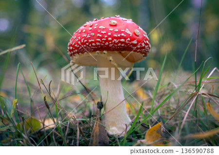 Fly Agaric Mushroom on Forest Floor 136590788