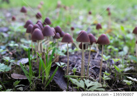 Psathyrella Mushrooms on Forest Floor Psathyrella Mushrooms on Forest Floor 136590807