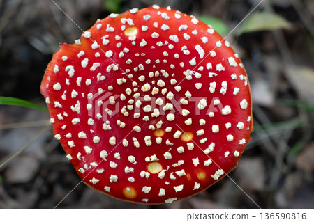 Fly Agaric Mushroom on Forest Floor Fly Agaric Mushroom on Forest Floor 136590816