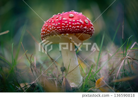 Fly Agaric Mushroom on Forest Floor Fly Agaric Mushroom on Forest Floor 136590818