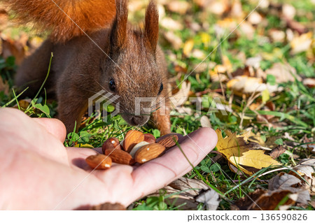 Curious wild squirrel sniffs nuts in a human hand resting on green grass showing unsafe wildlife feeding and health risk awareness Curious wild squirrel sniffs nuts in a human hand resting on green grass showing unsafe wildlife feeding and health risk awareness 136590826