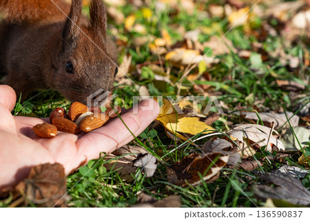 Wild squirrel closely approaches a human hand with nuts on grass showing unsafe human wildlife contact and awareness of infection risks 136590837