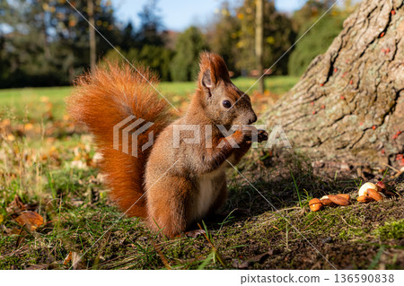 Wild squirrel sitting near a tree and eating a nut while several other nuts lie on the forest ground symbolizing nature and animal behavior Wild squirrel sitting near a tree and eating a nut while several other nuts lie on the forest ground symbolizing nature and animal behavior 136590838