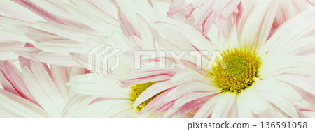 Pink chrysanthemum flower close up. Floral spring background. Nature. Pink chrysanthemum flower close up. Floral spring background. Nature. 136591058