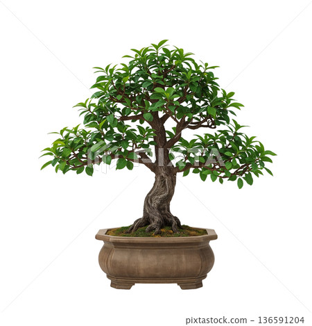 Bonsai Tree Placed in a Brown Pot With Lush Green Leaves and Twisted Branches in a Light Setting 136591204