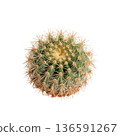 Small Round Cactus With Spikes Sitting on a Plain Background in a Well-Lit Space 136591267