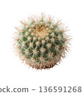 Cactus With Spines on Display in a Bright Setting Showing Its Natural Growth and Structure 136591268