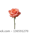 Pink Rose With Green Stem on White Background in a Simple Setting 136591270