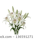 White Lilies Arranged in a Simple Bouquet on a Light Background 136591271